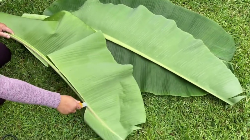 Lá chuối ủ bánh tráng phơi sương